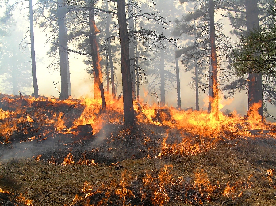 An image of a spreading forest fire.