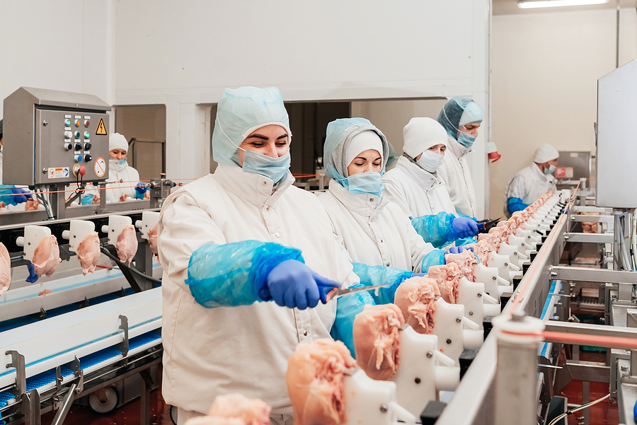 Food production workers operating a chicken cutlet conveyor belt making use of plastic injection molded parts.